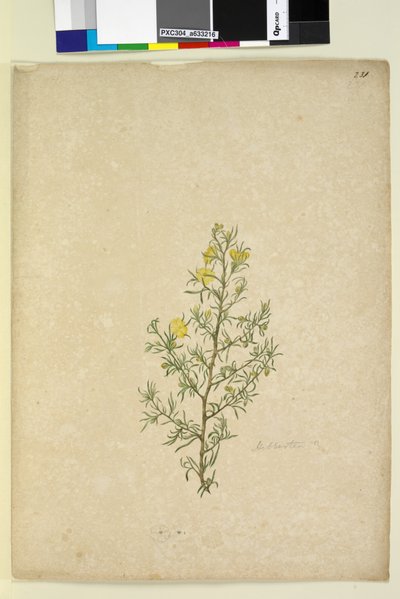 Sida 231. Hibbertia sp, c.1803-06 (wc, penna, bläck och penna) av John William Lewin