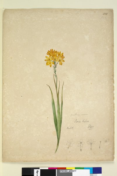 Sida 232. Ixia lutea, c.1803-06 (wc, penna, bläck och penna) av John William Lewin