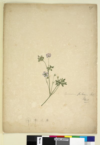 Sida 237. Geranium pilosum, c.1803-06 (wc, penna, bläck och penna) av John William Lewin