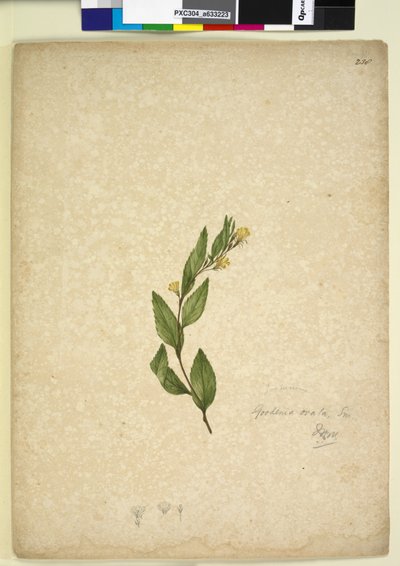 Sida 238. Goodenia ovata, c.1803-06 (wc, penna, bläck och penna) av John William Lewin