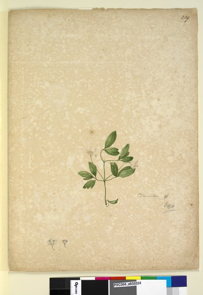 Sida 239. Clematis, c.1803-06 (wc, penna, bläck och penna) av John William Lewin