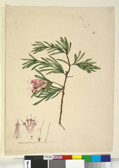 Sida 23. Lambertia formosa, c.1803-06 (wc, penna, bläck och penna) av John William Lewin