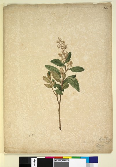 Sida 240. Pomaderris ligustrina, c.1803-06 (wc, penna, bläck och penna) av John William Lewin