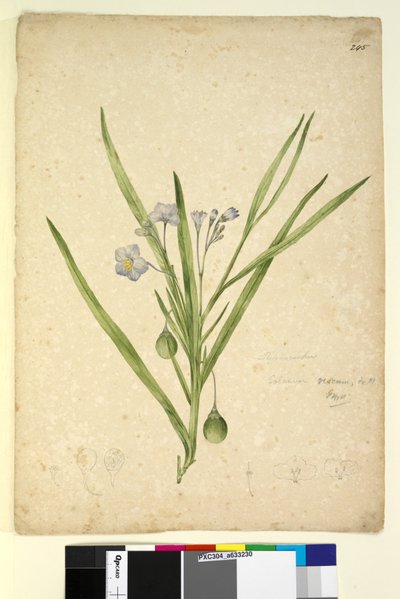 Sida 245. Solanum vescum, c.1803-06 (wc, penna, bläck och penna) av John William Lewin