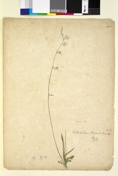 Sida 246. Arthropodium paniculatum, c.1803-06 (wc, penna, bläck och penna) av John William Lewin