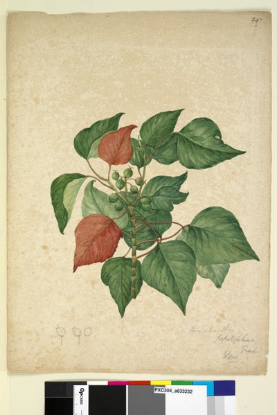 Sida 247. Homolanthus populifolius Omalanthus populifolius, c.1803-06 (wc, penna, bläck och penna) av John William Lewin