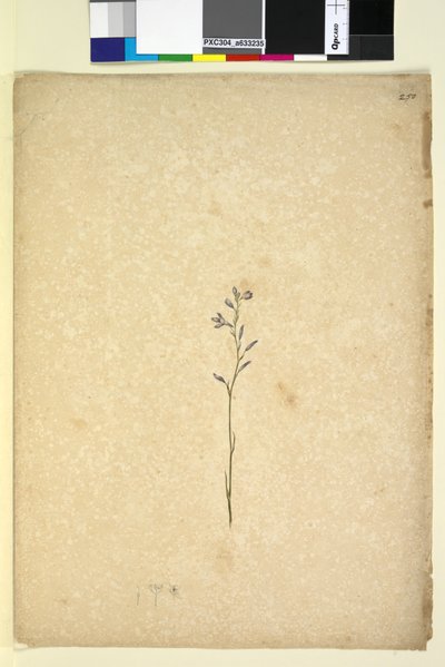 Sida 250. Oidentifierad växt, ca 1803-06 (wc, penna, bläck och penna) av John William Lewin