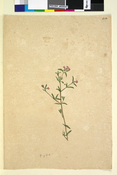 Sida 252. Oidentifierad växt, ca 1803-06 (wc, penna, bläck och penna) av John William Lewin