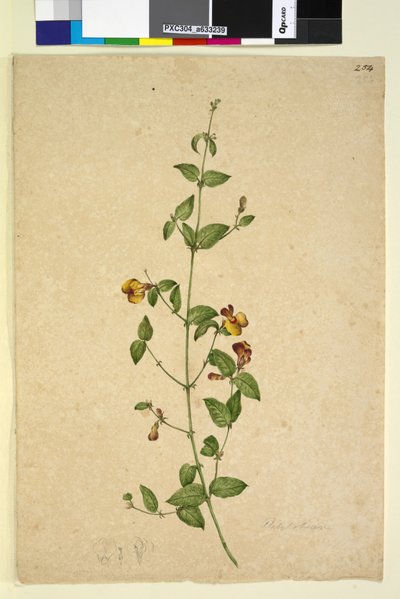 Sida 254. Platylobium, c.1803-06 (wc, penna, bläck och penna) av John William Lewin