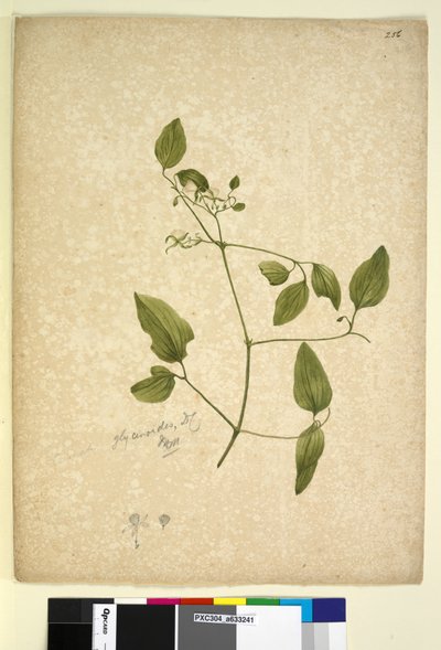 Sida 256. Clematis glycinoides, c.1803-06 (wc, penna, bläck och penna) av John William Lewin