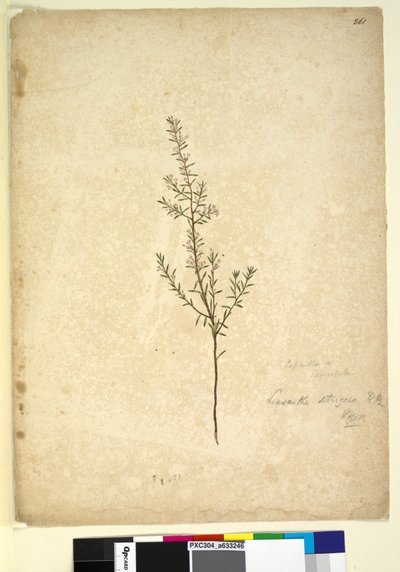 Sida 261. Lissanthe strigosa, c.1803-06 (wc, penna, bläck och penna) av John William Lewin