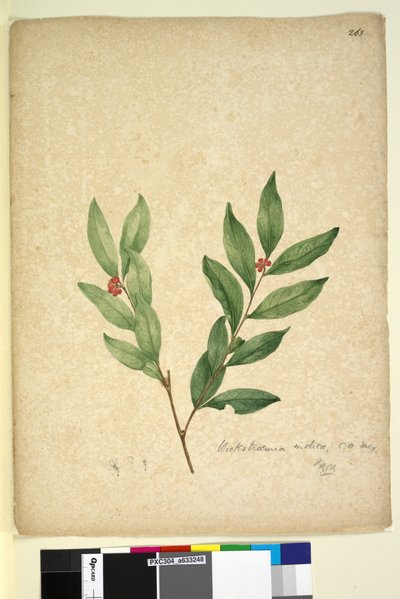 Sida 263. Wikstroemia indica, c.1803-06 (wc, penna, bläck och penna) av John William Lewin