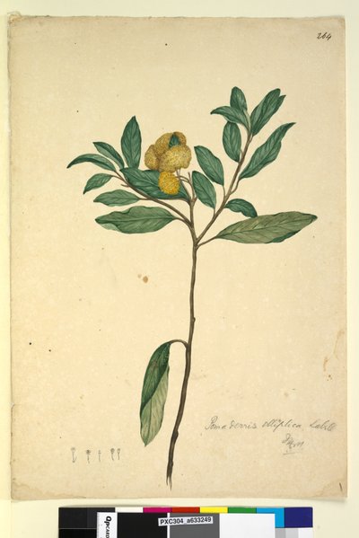 Sida 264. Pomaderris elliptica, c.1803-06 (wc, penna, bläck och penna) av John William Lewin