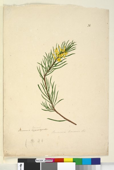 Sida 26. Persoonia linearis, c.1803-06 (wc, penna, bläck och penna) av John William Lewin