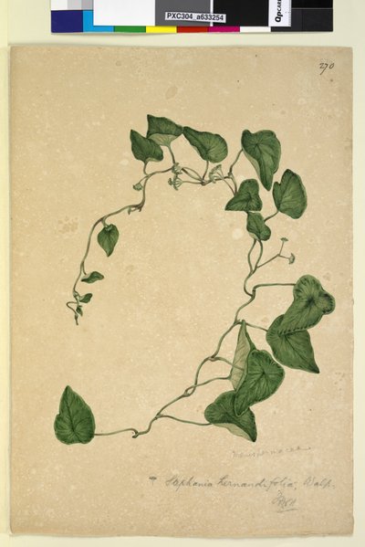 Sida 270. Stephania hernandiaefolia, c.1803-06 (wc, penna, bläck och penna) av John William Lewin