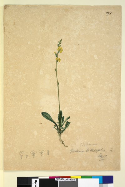 Sida 271. Goodenia bellidifolia, c.1803-06 (wc, penna, bläck och penna) av John William Lewin