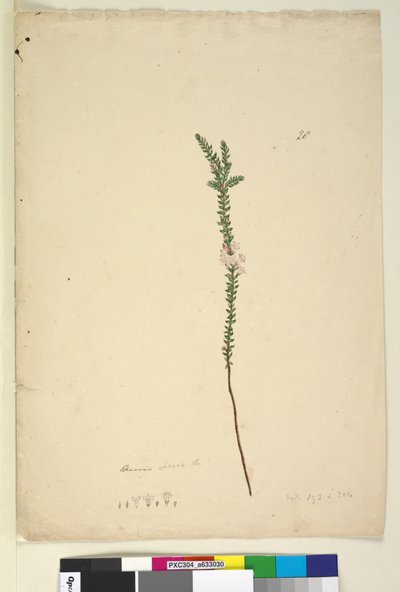 Sida 28. Epacris sparsa, c.1803-06 (wc, penna, bläck och penna) av John William Lewin
