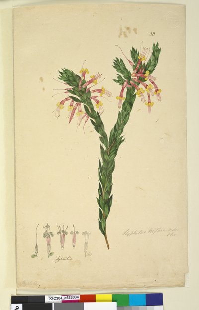 Sida 33. Styphelia triflora, c.1803-06 (wc, penna, bläck och penna) av John William Lewin