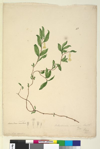 Sida 43. Billardiera scandens, c.1803-06 (wc, penna, bläck och penna) av John William Lewin