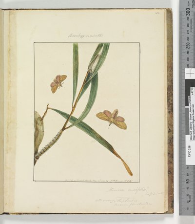 Sida 43. Platta 11 Bombyx Nasuta, 1803-04 (handfärgade etstryck) av John William Lewin