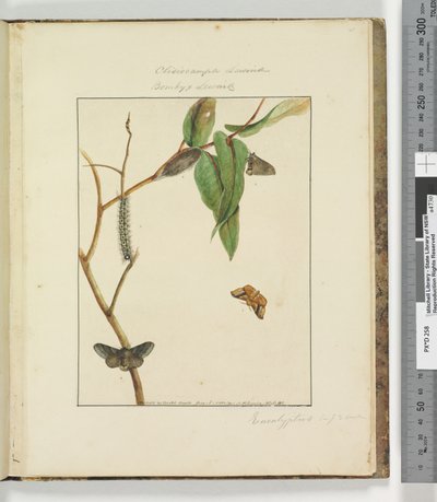 Sida 47. Platta 12 Clisiocampa Lewinae Bombyx Lewinae, 1803-04 (handfärgade etsningstryck) av John William Lewin