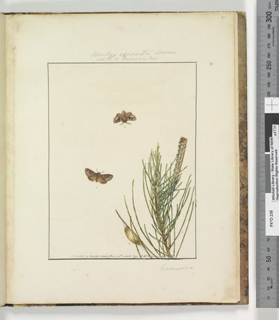 Sida 51. Plåt 13 Bombyx Exposita Lewin allierad med..., 1803-04 (handfärgade etstryck) av John William Lewin