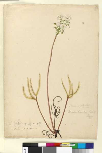 Sida 53. Drosera binata, c.1803-06 (wc, penna, bläck och penna) av John William Lewin