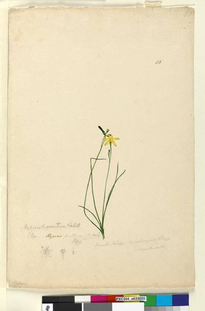 Sidan 55. Hypoxis hygrometrica, ca 1803-06 (wc, penna, bläck och blyerts) av John William Lewin