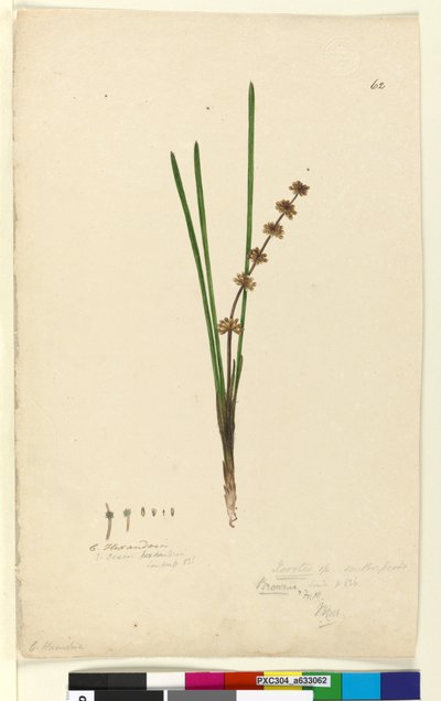 Sida 62. Xerotes Lomandra multiflora, c.1803-06 (wc, penna, bläck och penna) av John William Lewin