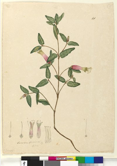 Sida 68. Correa speciosa, c.1803-06 (wc, penna, bläck och penna) av John William Lewin