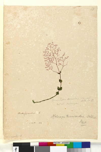 Sida 69. Gonocarpus teucrioides, c.1803-06 (wc, penna, bläck och penna) av John William Lewin