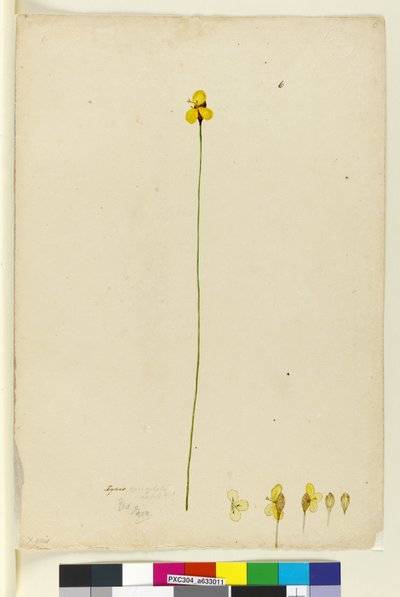 Sida 6. Xyris operculata, c.1803-06 (wc, penna, bläck och penna) av John William Lewin