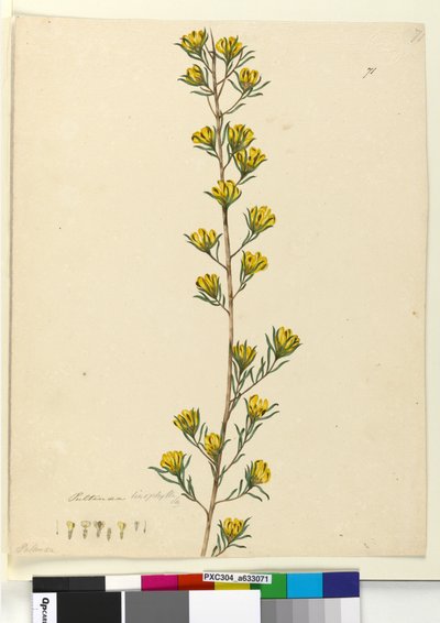 Sida 71. Pultenaea linophylla, c.1803-06 (wc, penna, bläck och penna) av John William Lewin