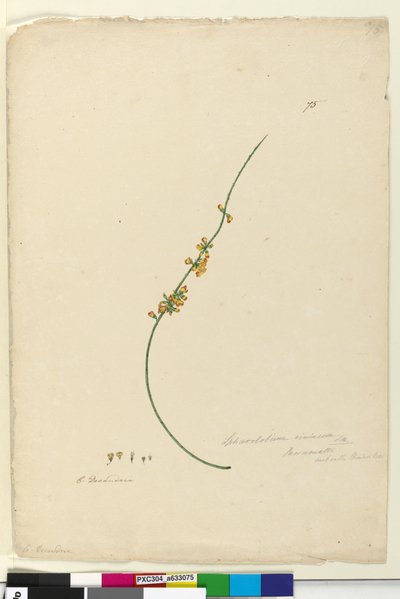 Sida 75. Sphaerolobium vimineum, c.1803-06 (wc, penna, bläck och penna) av John William Lewin