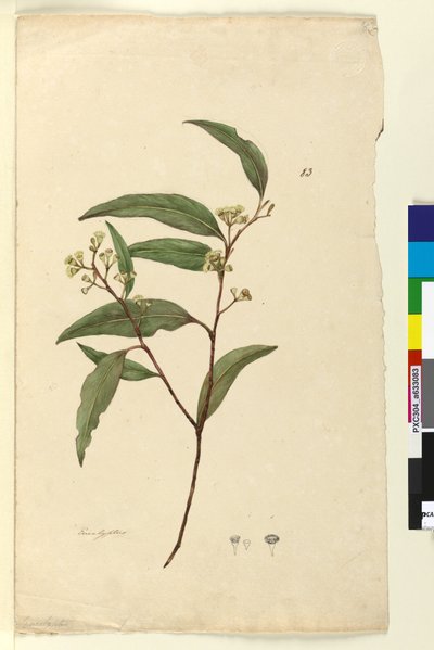 Sida 83. Eucalyptus, c.1803-06 (wc, penna, bläck och penna) av John William Lewin