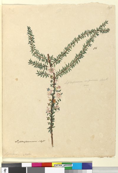 Sida 86. Leptospermum scoparium, c.1803-06 (wc, penna, bläck och penna) av John William Lewin