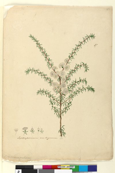 Sida 87. Leptospermum ambiguum, c.1803-06 (wc, penna, bläck och penna) av John William Lewin