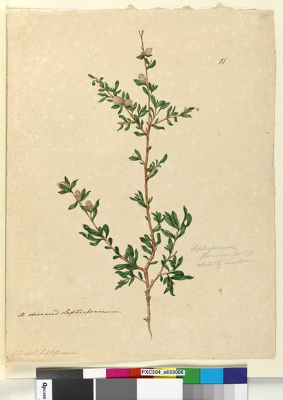 Sida 88. Leptospermum flavescens, c.1803-06 (wc, penna, bläck och penna) av John William Lewin