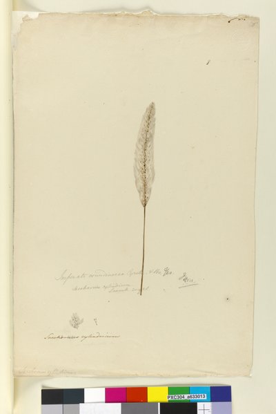 Sida 8. Imperata arundinacea syn. Saccharum cylindricum, c.1803-06 (wc, penna, bläck och penna) av John William Lewin