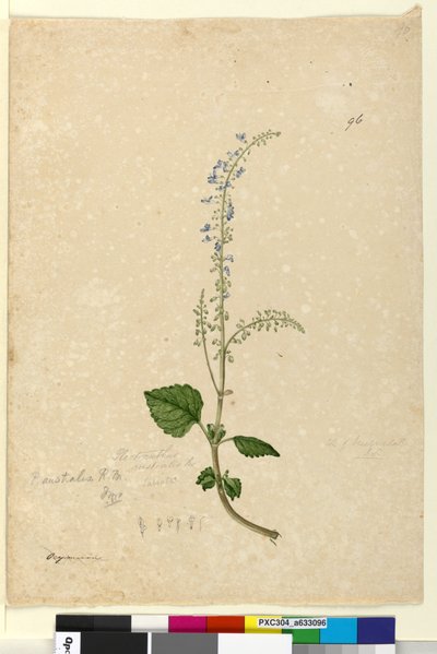 Sida 96. Plectranthus australis, c.1803-06 (wc, penna, bläck och penna) av John William Lewin