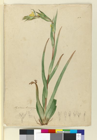l. Phylidrum lanuginosum, c.1803-06 (wc, penna, bläck och penna) av John William Lewin