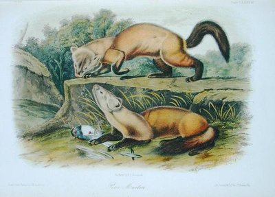 Pine Marten, tallrik 138 från 