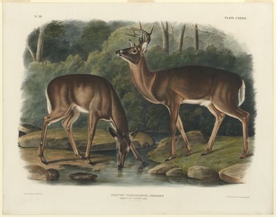 Virginia rådjur av John Woodhouse Audubon