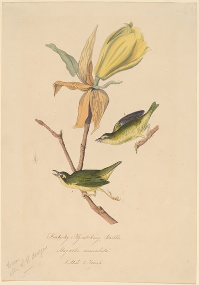Kentucky flugfångande sångare av John Woodhouse Audubon