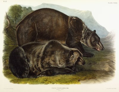 Grizzlybjörn hane, 1848 av John Woodhouse Audubon