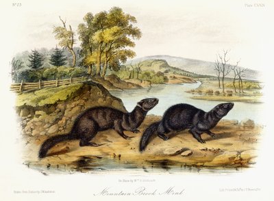 Mountain Brook Mink, ca 1849-1854 av John Woodhouse Audubon