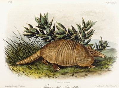 Niobandad bältdjur, 1849-1854 av John Woodhouse Audubon