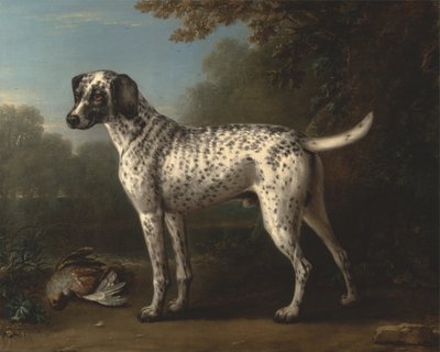 En gråfläckig hund av John Wootton