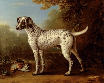 Gråfläckig hund av John Wootton