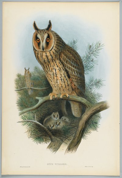 Otus Vulgaris - Långörad uggla, tecknad av J. Wolf, graverad av H. C. Richter av John after Gould